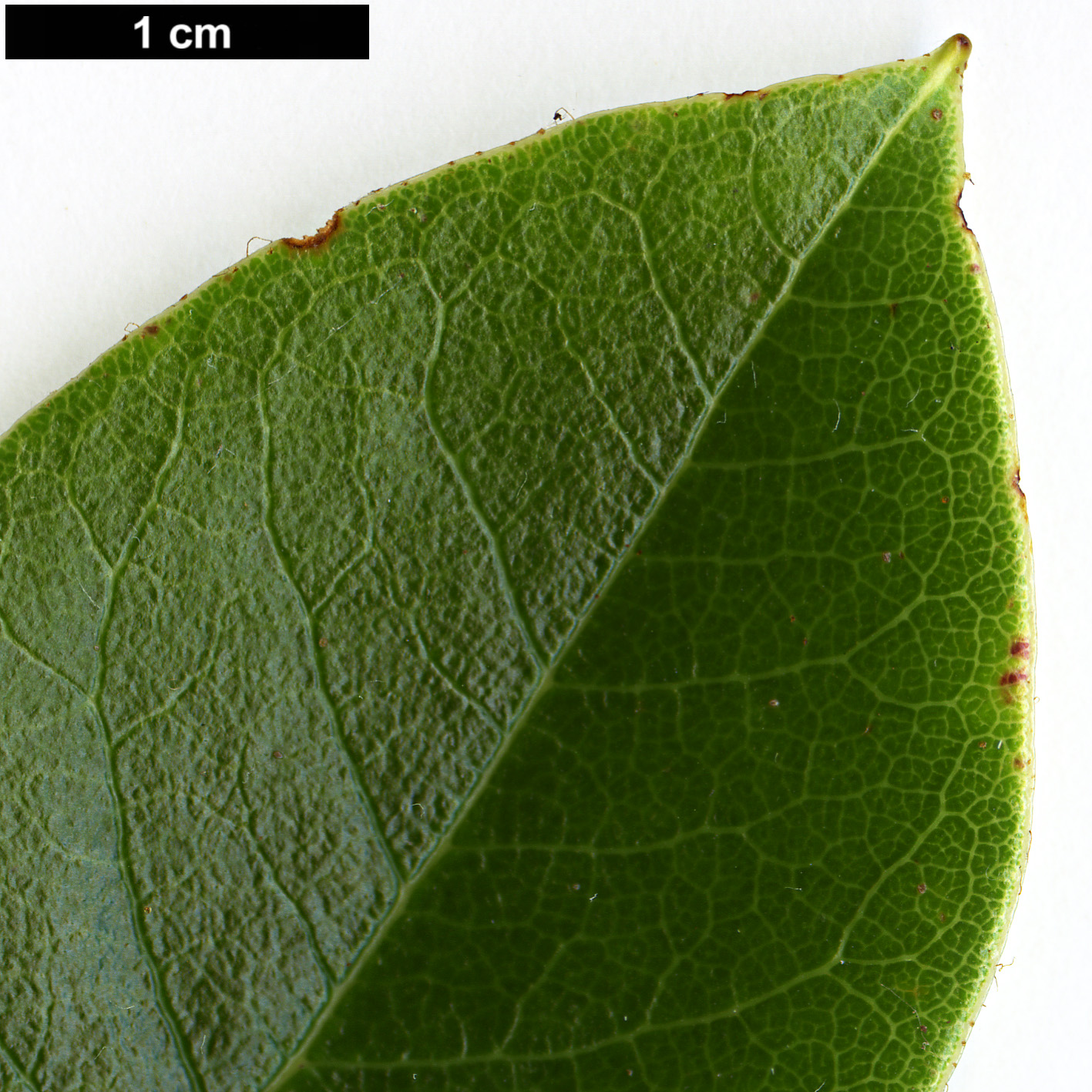 High resolution image: Family: Ericaceae - Genus: Rhododendron - Taxon: chrysodoron